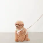 ギンガムチェックハーネス+リードSET【名入れ刺繍対応】