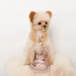 エコスエードカラー＋リードSET【名入れ彫刻対応】