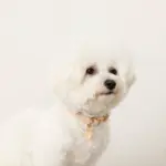 エコスエードカラー＋リードSET【名入れ彫刻対応】