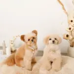 エコスエードカラー＋リードSET【名入れ彫刻対応】