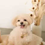 エコスエードカラー＋リードSET【名入れ彫刻対応】