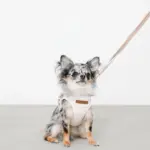 ボーダー冷感ハーネス＋リードSET【名入れ刺繍対応】