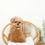 チェックカラー＋リードSET【名入れ彫刻対応】