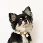 チェックカラー＋リードSET【名入れ彫刻対応】