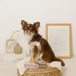 ボアコンビハーネス＋リードSET【名入れ刺繍対応】