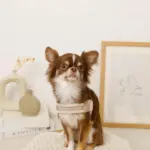 ボアコンビハーネス＋リードSET【名入れ刺繍対応】