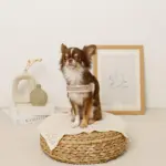 ボアコンビハーネス＋リードSET【名入れ刺繍対応】