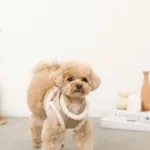 エコレザーボアMIXハーネス+リードSET【名入れ刺繍対応】