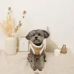 エコレザーボアMIXハーネス+リードSET【名入れ刺繍対応】