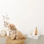 エコレザーボアMIXハーネス+リードSET【名入れ刺繍対応】