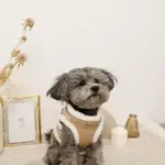 エコレザーボアMIXハーネス+リードSET【名入れ刺繍対応】