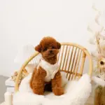 ひつじさん柄ハーネス＋リードSET【名入れ刺繍対応】