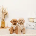 ひつじさん柄ハーネス＋リードSET【名入れ刺繍対応】