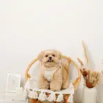 ひつじさん柄ハーネス＋リードSET【名入れ刺繍対応】