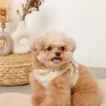 ひつじさん柄ハーネス＋リードSET【名入れ刺繍対応】