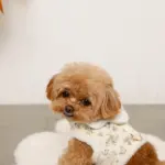 スカラップカラー花柄キルティングハーネス+リードSET【名入れ刺繍対応】