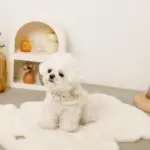 スカラップカラー花柄キルティングハーネス+リードSET【名入れ刺繍対応】