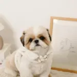 スカラップカラー花柄キルティングハーネス+リードSET【名入れ刺繍対応】