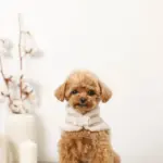 ボアウールハーネス