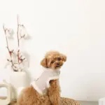 ボアウールハーネス