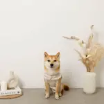 ボアウールハーネス