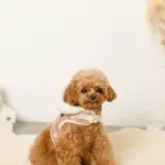 ファーフード付チェックハーネス+リードSET【名入れ刺繍対応】