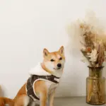 ファーフード付チェックハーネス+リードSET【名入れ刺繍対応】