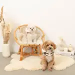 ファーフード付チェックハーネス+リードSET【名入れ刺繍対応】