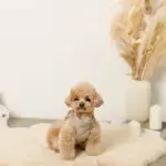 キルティングボアハーネス+リードSET【名入れ刺繍対応】