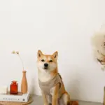 キルティングボアハーネス+リードSET【名入れ刺繍対応】