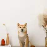 キルティングボアハーネス+リードSET【名入れ刺繍対応】