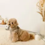 キルティングボアハーネス+リードSET【名入れ刺繍対応】