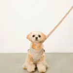 キルティングボアハーネス+リードSET【名入れ刺繍対応】