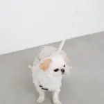 ニュアンスカラーリュックハーネス【名入れ刺繍対応】