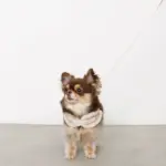 チェック×ファーハーネス