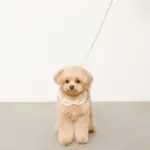 チェック×ファーハーネス