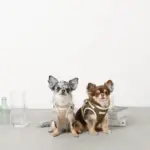 冷感メッシュハーネス+リードSET【名入れ刺繍対応】