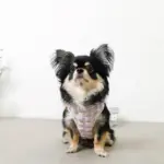 ぽこぽこハーネス+リードSET【名入れ刺繍対応】