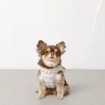 ぽこぽこハーネス+リードSET【名入れ刺繍対応】