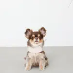 刺繍レースハーネス＋リードSET【名入れ刺繍対応】