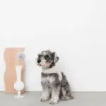 ギンガムチェックハーネス