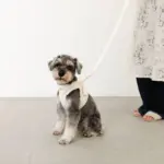 ぽこぽこチェックハーネス＋リードSET【名入れ刺繍対応】