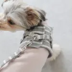 ボーダーリード