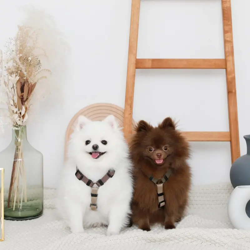 シンプルバイカラーハーネス