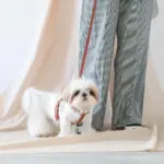 レザーハーネス　MEDIUM