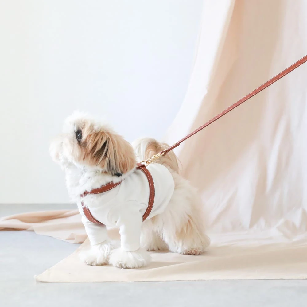 ハーネス 革 - leather harness daily care routine