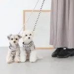 ボーダーハーネス+ボーダーリードSET