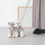 ボーダーハーネス+ボーダーリードSET