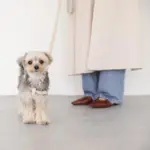 シュリンクレザーハーネス