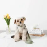 チューリップ柄ハーネス+リードSET【名入れ刺繍対応】【旧モデル】